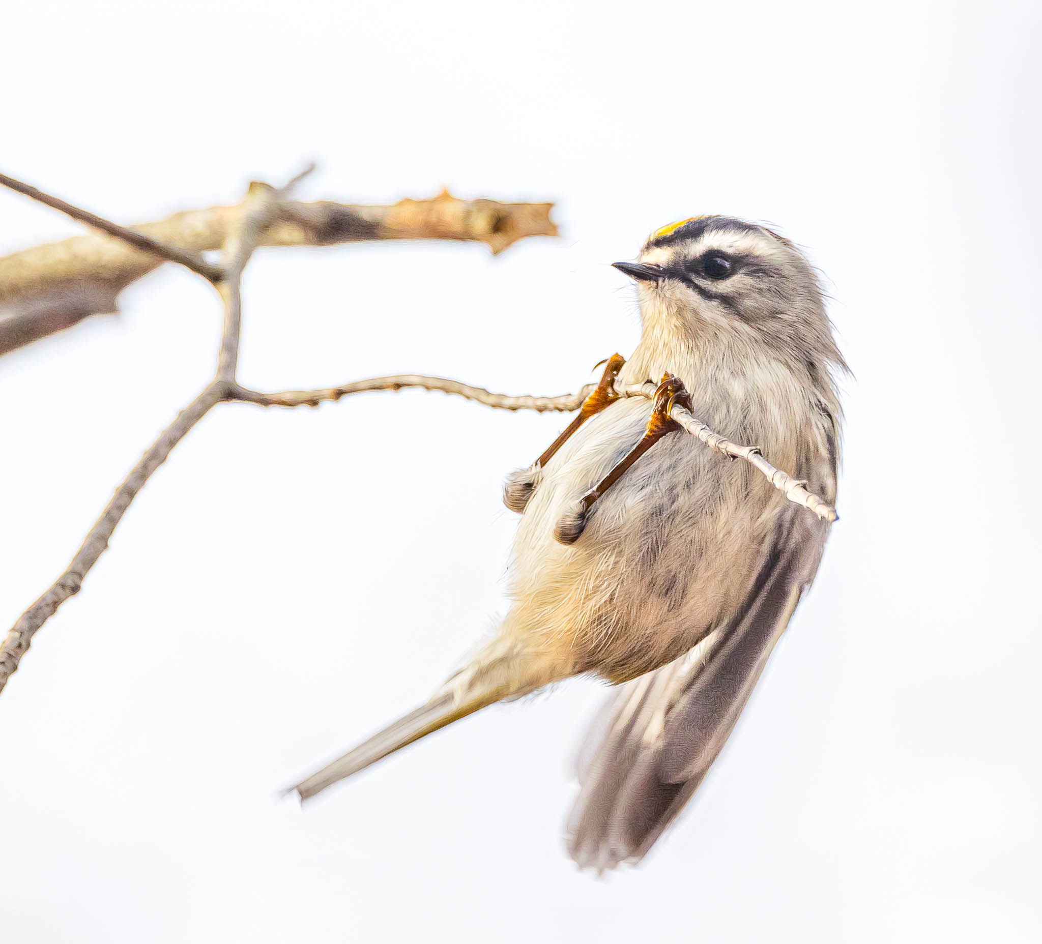 Golden-crowned Kinglet